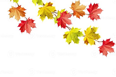 autumn leaves isolated on white background. 9852329 Stock Photo at Vecteezy