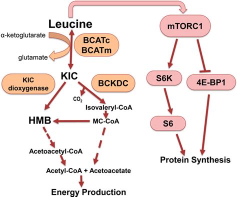 Figure 1 from Leucine Metabolism in T Cell Activation: mTOR Signaling and Beyond. | Semantic Scholar