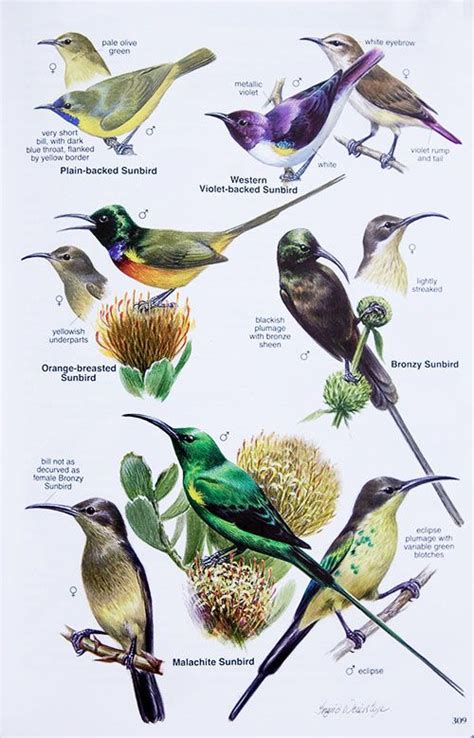 Additional Artwork like the female sunbird heads | Bird drawings, Beautiful birds, Wild birds