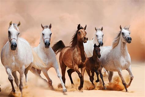 خيول عربية , شاهد جمال الخيل العربي الاصيل - احساس ناعم