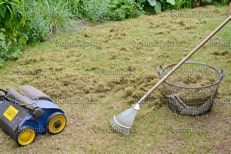 Image Scarifying the lawn - 531236 - Images of Plants and Gardens ...