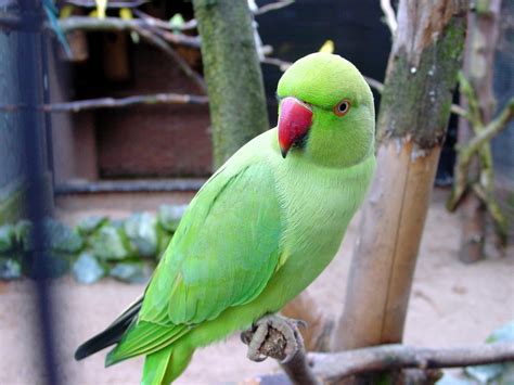 All Wallpapers: Indian Parrots Pictures