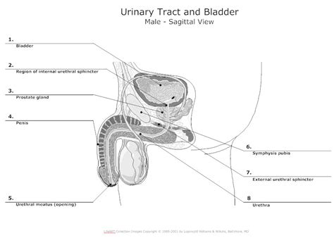 [DIAGRAM] Organs Of Urinary System Diagram - WIRINGSCHEMA.COM