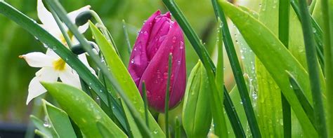 Raindrops on tulips… – Cornwall in Colours