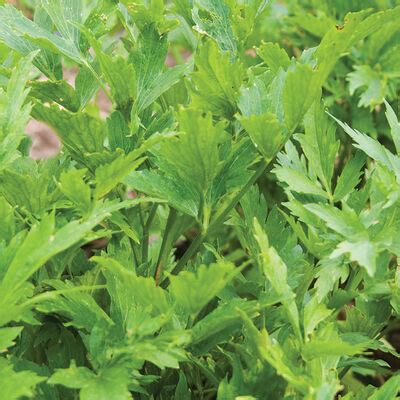 Lovage Seeds - Organic Varieties | Johnny's Selected Seeds