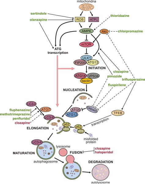 Mechanisms and therapeutic significance of autophagy modulation by ...