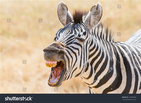 Zebra Teeth Stock Photo 228908608 | Shutterstock