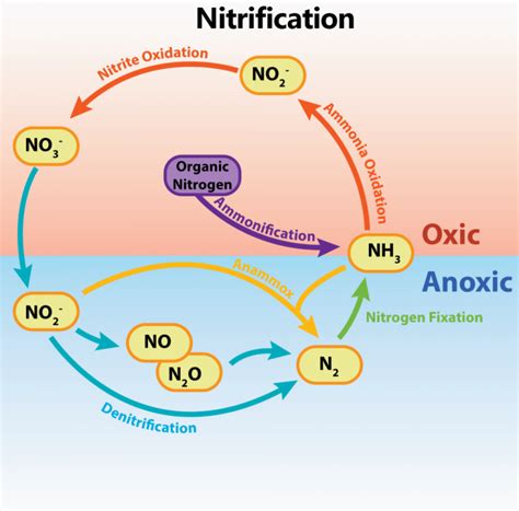 Chemolithotrophy & Nitrogen Metabolism – General Microbiology