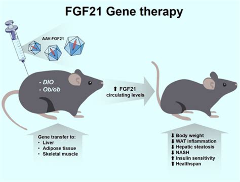 Gene Therapy Treats Insulin Resistance and Obesity in Mice | Sci.News