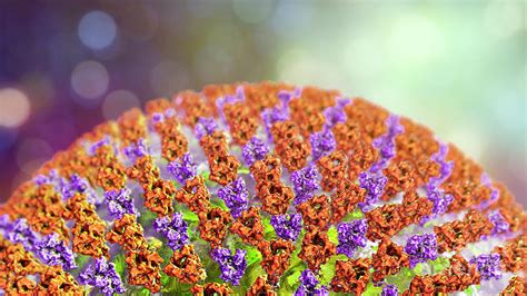 Measles Virus Photograph by Kateryna Kon/science Photo Library