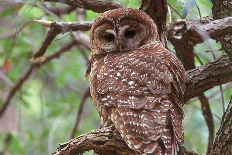 Spotted Owl Facts, Identification, Size, Habitat & More