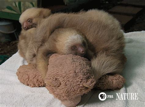 Nature's Miracle Orphans | 'Nature's Miracle Orphans' Animated GIFs ...