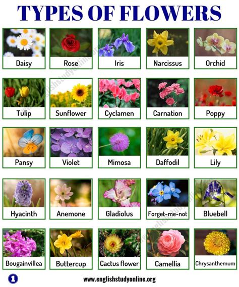 Types of Flowers: List of 50+ Popular Flowers Names in English ...