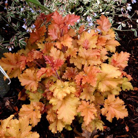 Heuchera ‘Marmalade’ | TERRA NOVA® Nurseries, Inc.