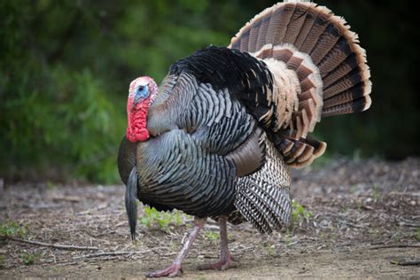 Heritage Turkey Breeds for the Rural American - Grit