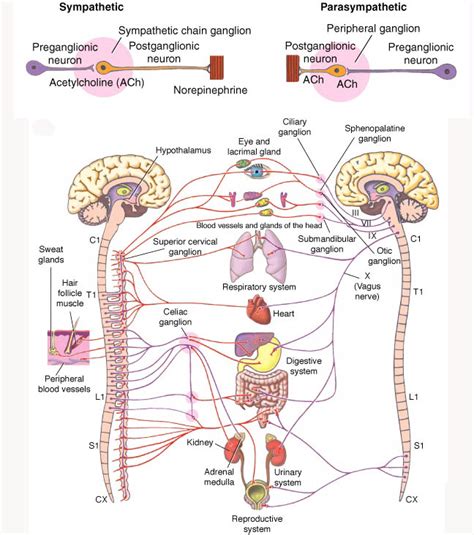 neuroscience - If nerve consists of many axons, where are then their soma located? - Biology ...