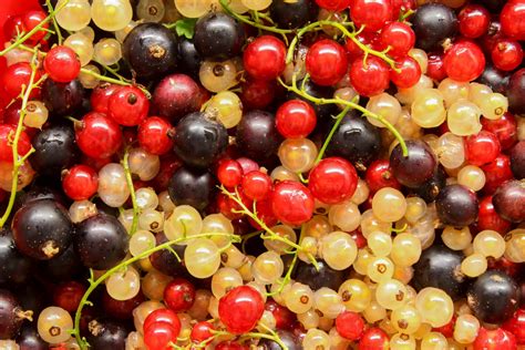 How (and why) to grow your own white currants: 'Scatter them over a knickerbocker glory ...