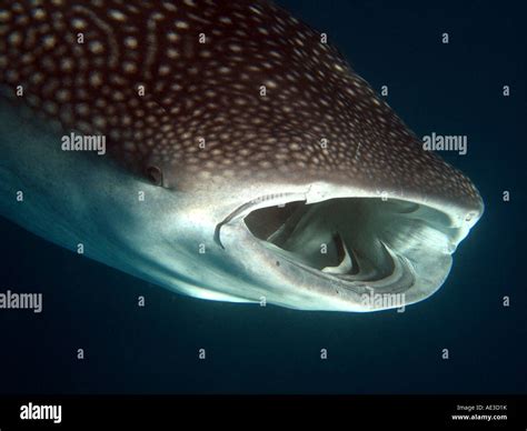 Whale shark feeding at surface Stock Photo - Alamy