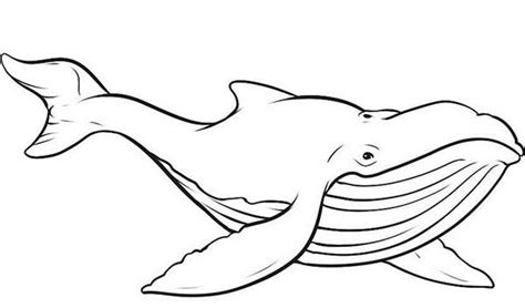 Picture of Blue Whale Coloring Page | Whale coloring pages, Animal ...