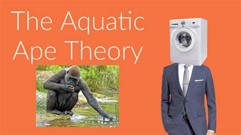 What is the Aquatic Ape Theory? - YouTube