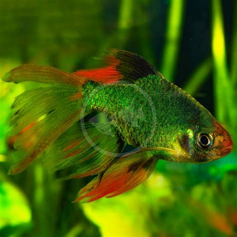 BARB - TIGER GREEN LONGFIN Puntigrus tetrazona - Aquatics Unlimited