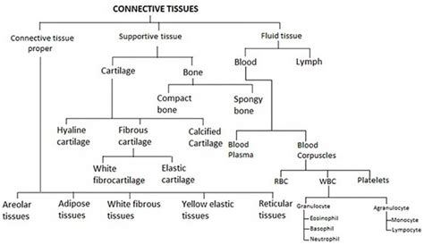 √ Connective Tissue Matrix Coloring : Extracellular Matrix Wikipedia - Tags collagen, connective ...