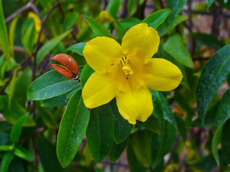 Yellow Jessamine Facts and Health Benefits