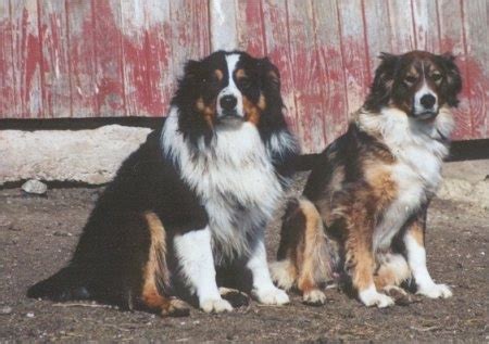 English Shepherd Dog Breed Information and Pictures