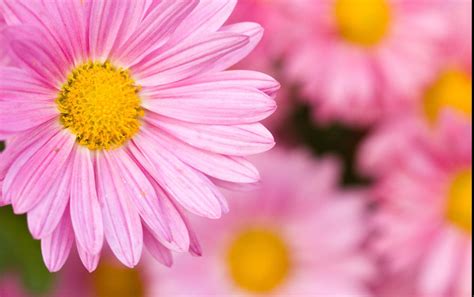 Pink Daisy Wallpapers - Wallpaper Cave