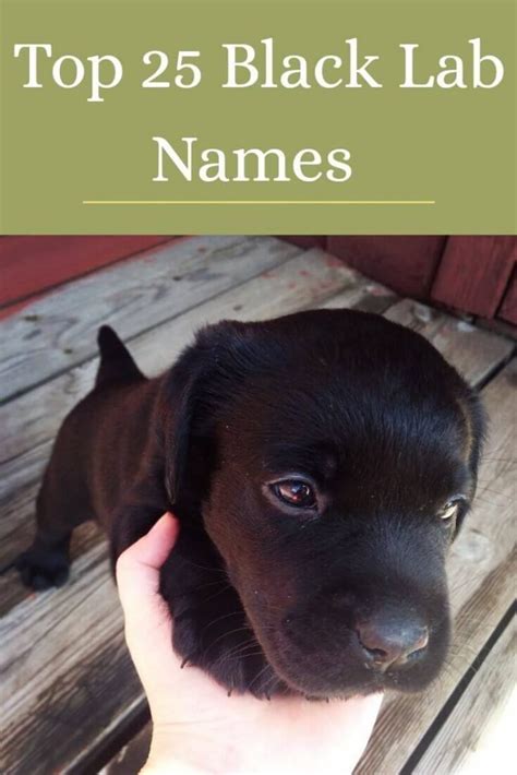 Top 25 Black Lab Names - For Your Black Labrador - Labrador Loving Souls