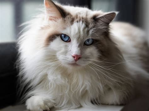 Ragdoll Cat - Cat Breed Guide | Spot Pet Insurance