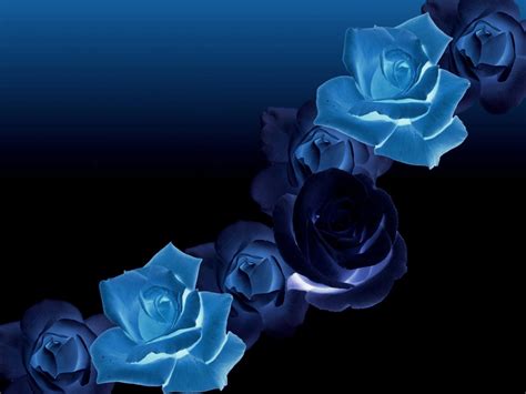 🔥 [73+] Blue Roses Backgrounds | WallpaperSafari