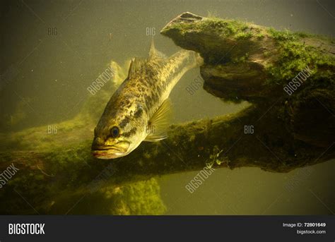 Underwater Largemouth Image & Photo (Free Trial) | Bigstock