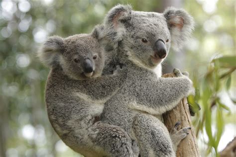 Hinterland Day tour and Australia Zoo | Distant Journeys