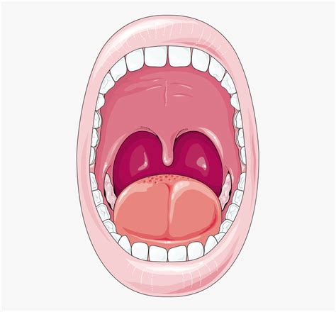 Mouth Diagram Digestive System