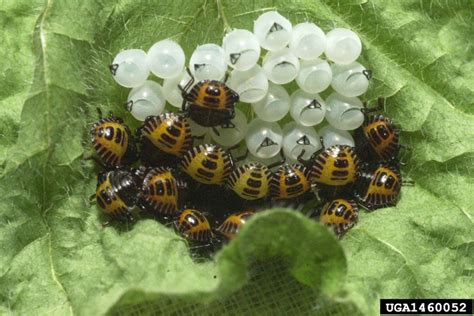 File:Brown marmorated stink bug eggs hatched.jpg - Wikipedia