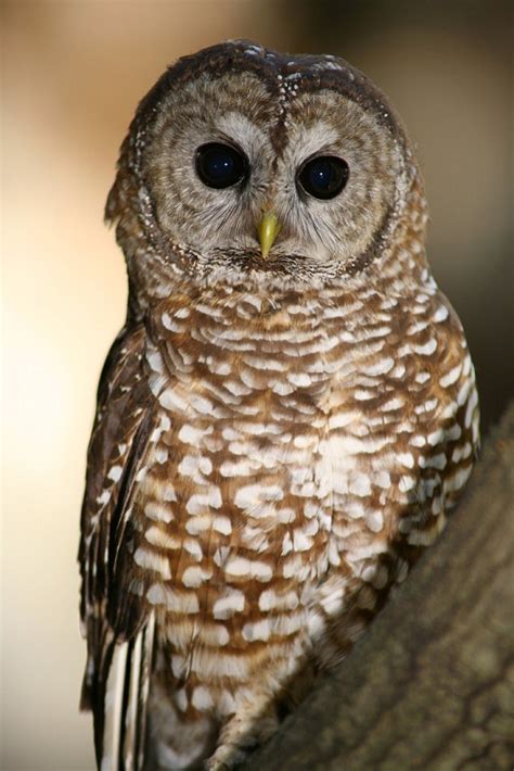 Mexican Spotted Owl Facts, Habitat, Diet, Pictures