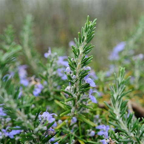 Rosemary Antioxidant CO2 Extract > Preservatives, Antioxidants, & Chelating Agents > The ...