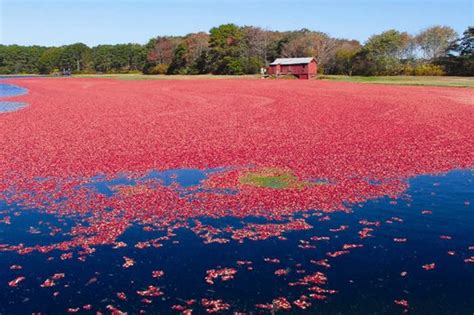 Cape Cod Cranberry Bog Tours - Long Dell Inn