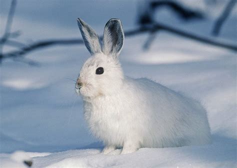 Information about Californian Rabbit Breeds: Facts & Characteristics ...