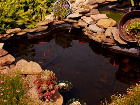 The goldfish pond Goldfish Pond, Pond Ideas, Water Gardens, Aquatic ...