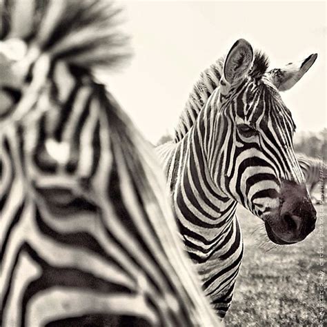 Stripes follow me on Instagram at cameragirl22 Image by © Captured By Carrie Photography http ...