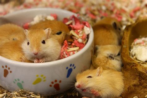 Gerbils: adorably twitchy ears, fluffy fur, quirky memes | Small Pet Select