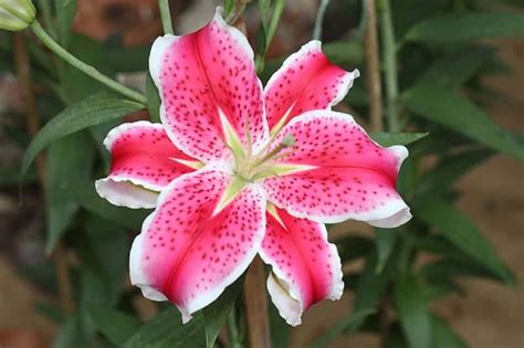 Stargazer Lilies for Sale - Buying & Growing Guide - Trees.com