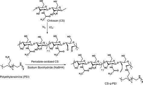 6 Synthesis of chitosan grafted PEI polymers | Download Scientific Diagram