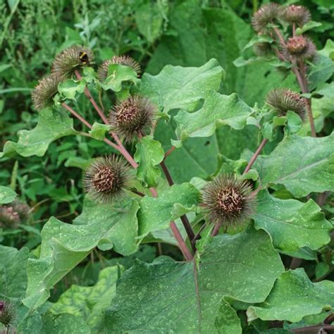 Burdock ROOT Cut ORGANIC Loose Herbal TEA Arctium lappa,25g/850g