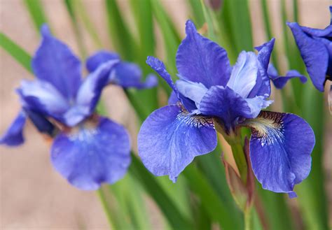 How to Grow and Care for Siberian Iris