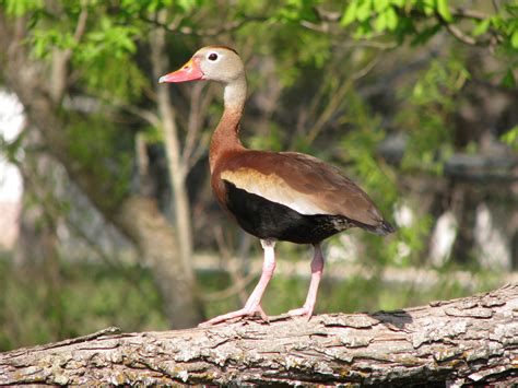 Black-bellied Whistling-Duck (Aves de la Ciénaga de Paredes ...