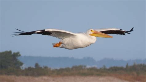 American white pelicans: What a wingspan! - The Coastland Times | The ...