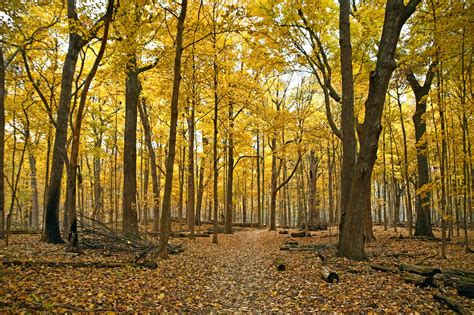 Want to elevate your walk to a hike? Check out these natural surface trails | Forest Preserve ...